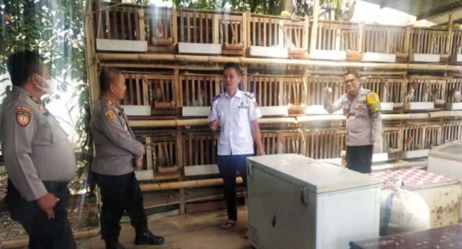 
 Dinilai Solusi untuk Ketahanan Pangan, Usaha Ternak Ayam Arab Petelur Afrinaldi Dikunjungi Polisi