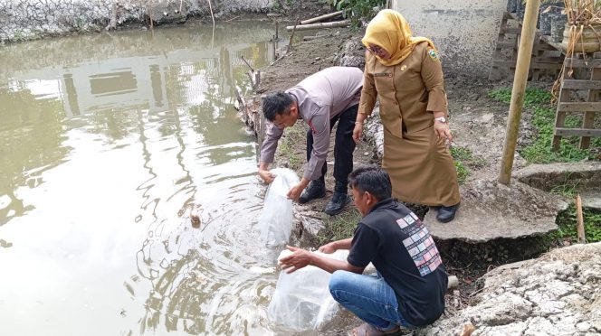 
 Dukung Ketahanan Pangan, Pemkab Solok Tebar 1.500 Bibit Ikan Nila di Kolam Polsek Kubung